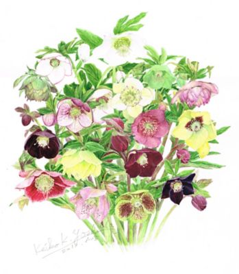 <${item.brandName}> 【定期講座】ボタニカルアート　研究科