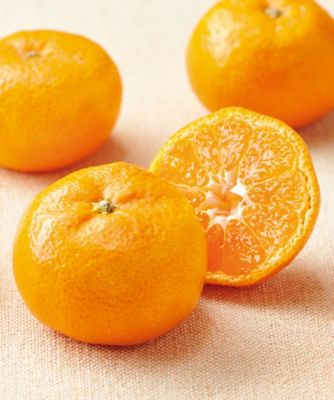 <${item.brandName}> 佐賀唐津　「オンリーワン」ハウスみかん　※収穫次第のお届け【Ｃ２８２２２３】