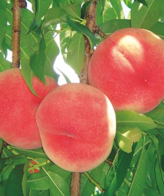 <${item.brandName}> 山梨　特大もも「かのいわの太陽」　※収穫次第のお届け【Ｃ２８２１９３】