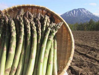 ＜北海道真狩村/ベジタブルワークス＞★【産直】【事前予約】氷詰めグリーンアスパラ１ｋｇ（５月下旬頃～６月上旬頃出荷）