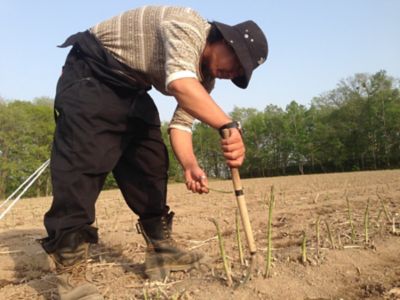 ★【産直】【事前予約】氷詰めグリーンアスパラ１ｋｇ（５月下旬頃～６月上旬頃出荷）
