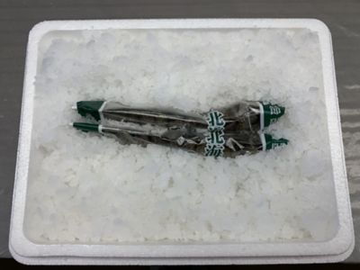 ★【産直】【事前予約】氷詰めグリーンアスパラ１ｋｇ（５月下旬頃～６月上旬頃出荷）