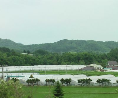 ★【産直】収穫当日発送　夕張メロン共選　優品１玉