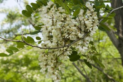 ★【産直】栃の木蜜・あかしや蜜詰合せ