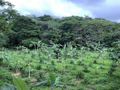 ★【産直】奄美群島珈琲２本セット
