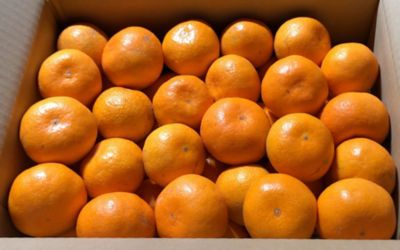 熊本/ファームオリンピア/ファームオリンピア 熊本県産特別栽培温州みかん5kg 果物・冷凍フルーツ【三越伊勢丹/公式】