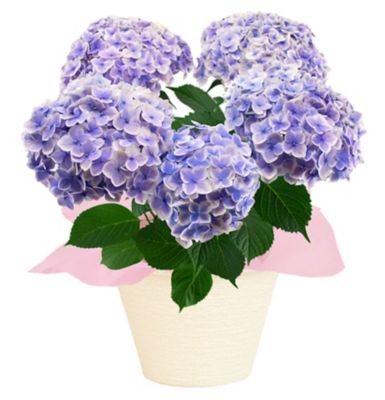 花の企画社/ハナノキカクシャ 【母の日】あじさい「ありがとう」　５／１０～５／１４お届け予定