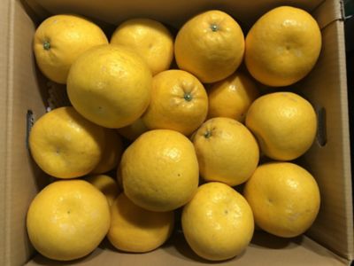 ★【産直】熊本県産特別栽培「河内晩柑」