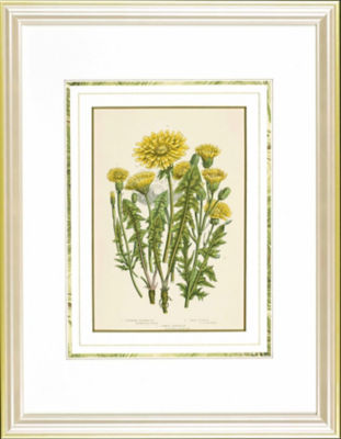 ＜Orangerie Collection＞★【１点物】Ａ．プラット　Ｃｏｍｍｏｎ　ｄａｎｄｅｌｉｏｎ　西洋タンポポ　植物画