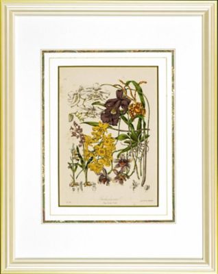 ＜Orangerie Collection＞★【１点物】Ｅ．トワイニング　Ｏｒｃｈｉｄａｃｅａｅランの花　植物画