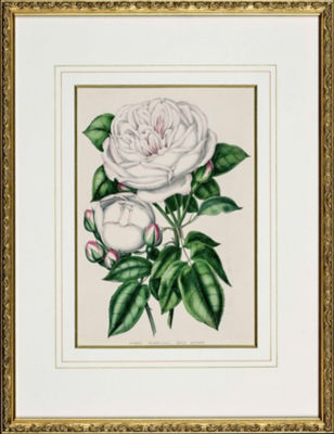 ＜Orangerie Collection＞★【１点物】Ｈ．カーティスＢｅａｕｔｉｅｓ　ｏｆ　ｔｈｅ　ｒｏｓｅより「ＱＵＥＮ　ＶＩＣＴＯＲＩＡ」　植物画