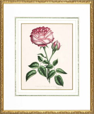 ＜Orangerie Collection＞★【１点物】Ｈ．カーティスＢｅａｕｔｉｅｓ　ｏｆ　ｔｈｅ　ｒｏｓｅより「ＬＡ　ＲＥＩＮＥ」　植物画