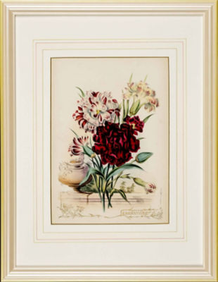 ＜Orangerie Collection＞★【１点物】Ｐ．ジェラードＦｌｏｗｅｒｓ　ｆｒｏｍ　Ｓｔｒａｔｆｏｒｄ　ｏｎ　Ａｖｏｎより「カーネーション」　植物画