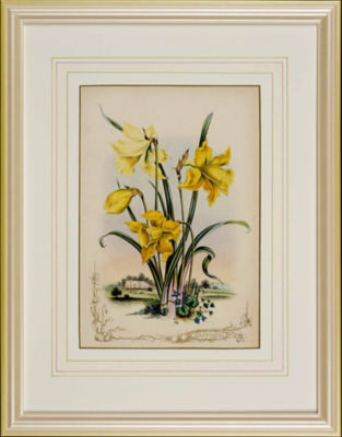 ＜Orangerie Collection＞★【１点物】Ｐ．ジェラードＦｌｏｗｅｒｓ　ｆｒｏｍ　Ｓｔｒａｔｆｏｒｄ　ｏｎ　Ａｖｏｎより「水仙」　植物画