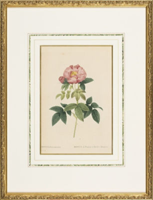 ＜Redoute＞★【１点物】Ｒｏｓａ　Ｇａｌｌｉｃａ　ｃａｅｒｕｌｅａ　植物画