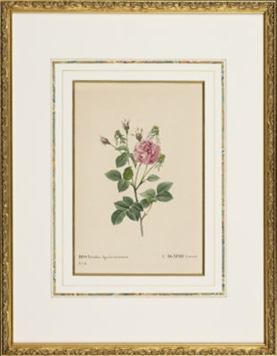 ＜Redoute＞★【１点物】Ｒｏｓａ　Ｇａｌｌｉｃａ　Ａｇａｔｈａ　ｉｎｃａｒｎａｔｅ　植物画