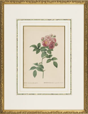 ＜Redoute＞★【１点物】Ｒｏｓａ　Мｕｌｔｉｆｌｏｒａ　Ｐｌａｔｙｐｈｙｌｌａ　植物画