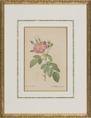 ＜Redoute＞★【１点物】Ｒｏｓａ　Ｔｏｍｅｎｔｏｓａ　植物画