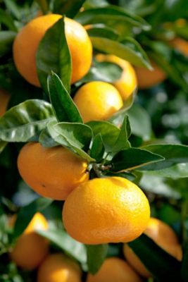 ☆【産直】佐賀県産蔵入りみかん | 佐賀/石橋果樹園/イシバシカジュ