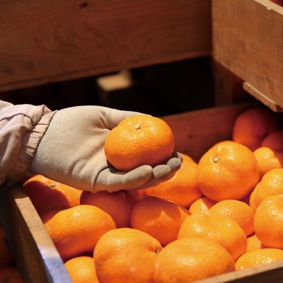 ☆【産直】佐賀県産蔵入りみかん | 佐賀/石橋果樹園/イシバシカジュ