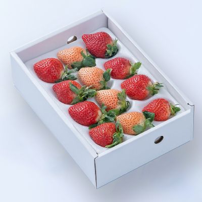 ＜福岡/南国フルーツ＞★【産直】九州産紅白いちごＡ