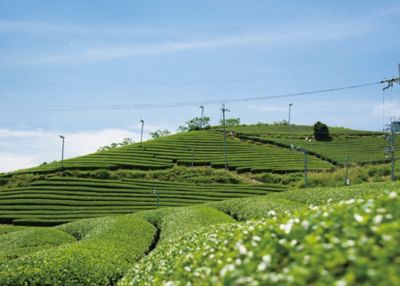★【産直】お茶とあーもんどとフィルターインボトルセット