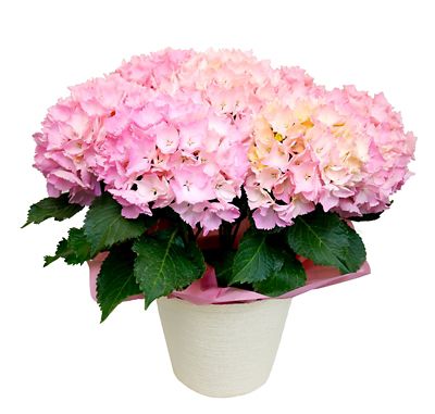 ＜花の企画社＞【母の日】【Ｈ６】あじさい　ピンクセンセーション　５／８～５／１１お届け予定