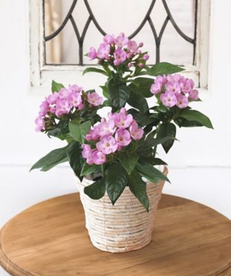 第一園芸/ダイイチエンゲイ 【敬老の日】ルクリア（におい桜）　９／１３～９／１５お届け予定
