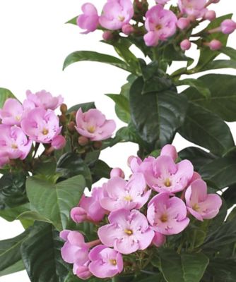 【敬老の日】ルクリア（におい桜）　９／１３～９／１５お届け予定