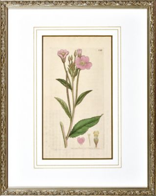 ＜Orangerie Collection＞★ジェイムス．サワビー　「英国植物誌」より（Ｎｏ８３８．　オオアカバナ）