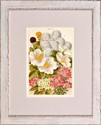＜Orangerie Collection＞★ジョン・ウィザーズ「ＦＬＯＷＥＲＩＮＧ　ＴＲＥＥＳ　ＡＮＤ　ＳＨＲＵＢＳ」より　（ＮＯ．３２　セアノサス）