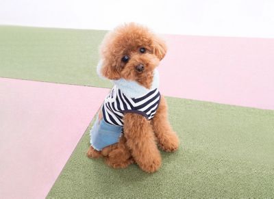 【SALE】伊勢丹写真室 7503ペット写真撮影券※有効期限:2026年6月30日(火) インテリア・エクステリア【三越伊勢丹/公式】