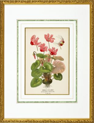 ＜Orangerie Collection＞★【１点物】　Ｅ．ステップ「英国の温室と庭園の花々」より　ＰＥＲＳＩＡＮ　ＣＹＣＬＡＭＥＮ