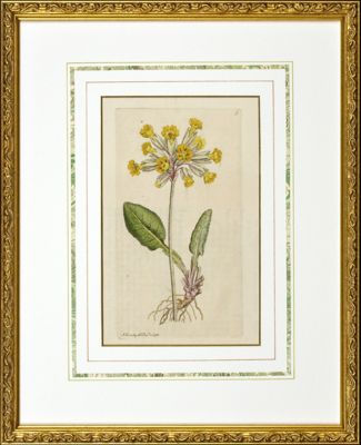 ＜Orangerie Collection＞★【１点物】　ジェイムス．サワビー「英国植物誌」より　ＰＲＩＭＵＬＡ　Ｖｅｒｉｓ（セイヨウサクラソウ）