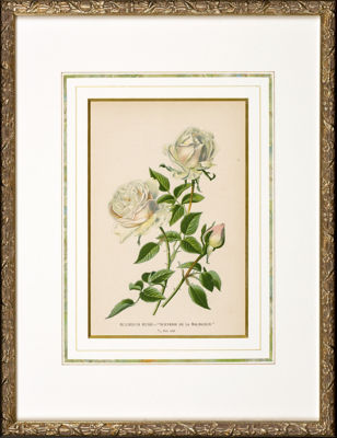 ＜Orangerie Collection＞★【１点物】　Ｅ．ステップ「英国の温室と庭園の花々」より　ＢＯＵＲＢＯＮ　ＲＯＳＥ