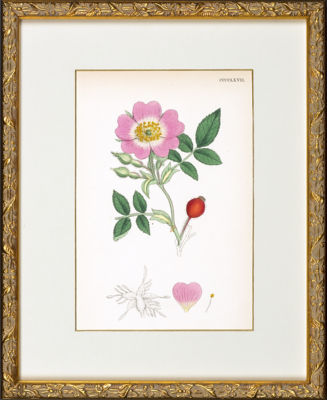 ＜Orangerie Collection＞★【１点物】　ジェイムス．サワビー「英国植物誌」より　Ｒｏｓａ　Ｔｏｍｅｎｔｏｓａ（バラ）