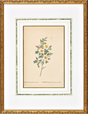 Orangerie Collection/オランジェリーコレクション ★【一点物】Ｐ．Ｊルドゥテー画　「Ｒｏｓａ　　Ｐｉｍｐｉｎｅｌｌｉ－ｆｏｌｉａ」バラ図譜