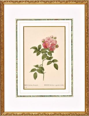 Orangerie Collection/オランジェリーコレクション ★【一点物】Ｐ．Ｊルドゥテー画　「Ｒｏｓａ　　Ｍｕｌｔｉｆｌｏｒａ　　ｐｌａｔｙｐｈｙｌｌａ」　バラ図譜