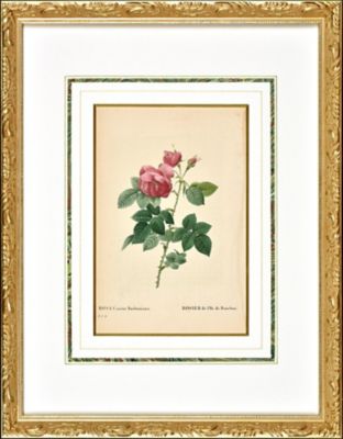Orangerie Collection/オランジェリーコレクション ★【一点物】Ｐ．Ｊルドゥテー画「Ｒｏｓａ　　Ｃａｎｉｎａ　Ｂｕｒｂｏｎｉａｎａ」　バラ図譜