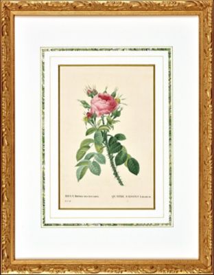 Orangerie Collection/オランジェリーコレクション ★【一点物】Ｐ．Ｊルドゥテー画「Ｒｏｓａ　　Ｂｉｆｅｒａ　　ｍａｃｒｏｃａｒｐａ」　バラ図譜