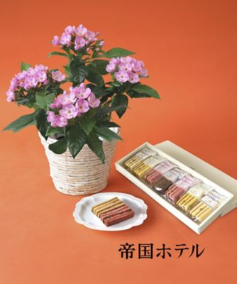 第一園芸/ダイイチエンゲイ 【敬老の日】ルクリア(におい桜)&〈帝国ホテル〉スティックバウムセット 9/13~9/15お届け予定