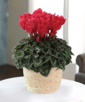 ＜第一園芸＞【クリスマス】シクラメン　シュトラウス６号　１１月２５日（火）～１２月２１日（日）お届け予定