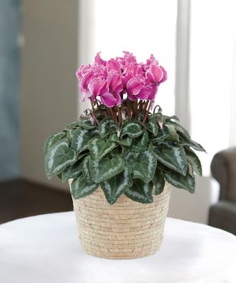 ＜第一園芸＞【クリスマス】シクラメン　ロマンス５号　１１月２５日（火）～１２月２１日（日）お届け予定