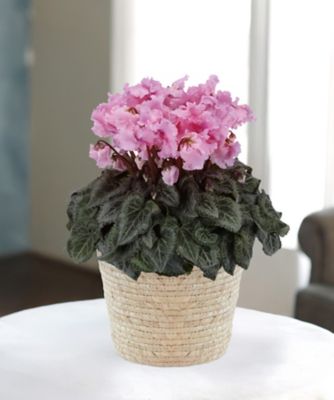 ＜第一園芸＞【クリスマス】シクラメン　ファルバラローズ５号　１１月２５日（火）～１２月２１日（日）お届け予定