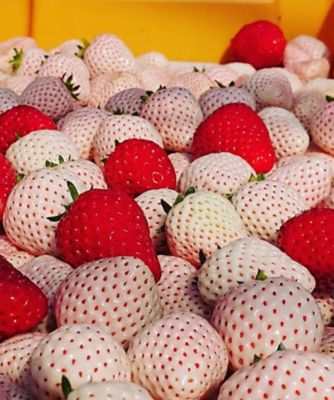 A129メノウ 蓮 ジオード マルビナス産 【一点物 】 A129メノウ 蓮