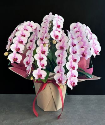 ＜第一園芸＞ミディ胡蝶蘭　ピンク　５本立　カラーラッピング