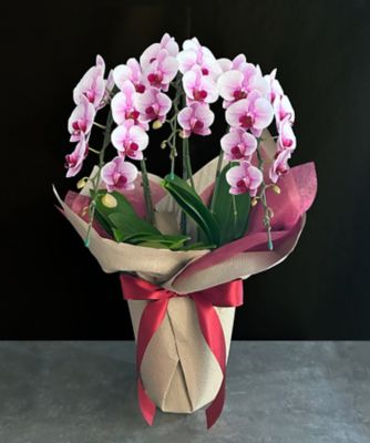 ＜第一園芸＞ミディ胡蝶蘭　ピンク　３本立　カラーラッピング
