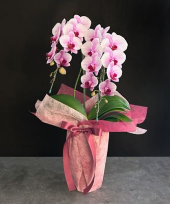 ＜第一園芸＞ミディ胡蝶蘭　ピンク　２本立　カラーラッピング