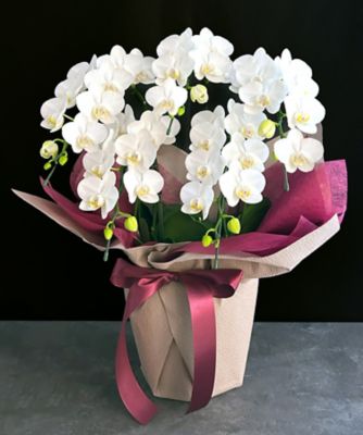 ＜第一園芸＞ミディ胡蝶蘭　白５本立　カラーラッピング