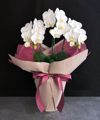 ＜第一園芸＞ミディ胡蝶蘭　白３本立　カラーラッピング